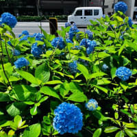 紫陽花 柳馬場通御池