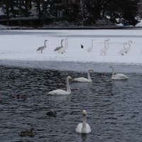 白鳥はキャベツを食べる 盛岡でホットストーン アロマセラピー 白鳥はキャベツを食べる 盛岡でホットストーン アロマセラピー