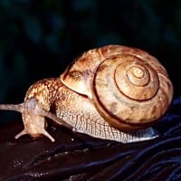 今日のかたつむり