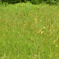 今の時期 草地に咲く花