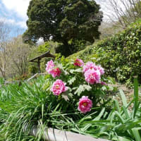 ボタン咲き始めちゃった
