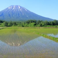 田植えの後の稲田１）羊蹄山