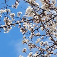 散歩道の桜並木