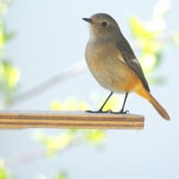 朝まだいる庭のジョウビタキ♀　午後の東京公園　桜満開