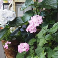 孫が突然に