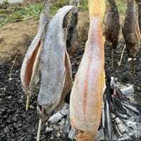 エリアトラウト練習中