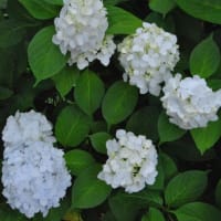 多摩川台公園あじさい園　　水生植物園の木道とハンゲショウと睡蓮　　　　10