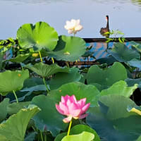 朝の散歩　平池緑地公園　57　6.29～30