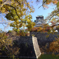 美しく色づいている大阪城の紅葉・・・