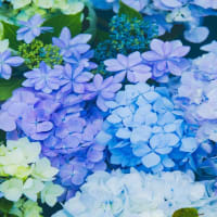 「あじさい花手水」の諫早・山茶花高原　2025/6/15