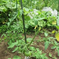 体調もようやく回復しての「ジャガイモほり」