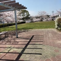 新光風台の桜（水曜ウォーク）