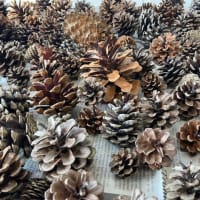 Diffrent kinds of pinecones