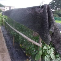 今日は気分が悪くて