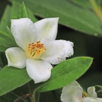 美しい散り花