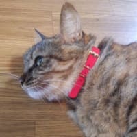 お知らせです♪