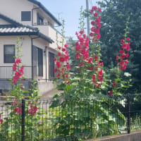 タチアオイ