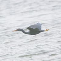 05/16探鳥記録写真：狩尾岬の鳥たち（クロサギの飛翔、）
