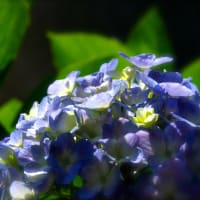 紫陽花とみこ