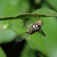 アカスジキンカメムシ と ミスジミバエ！