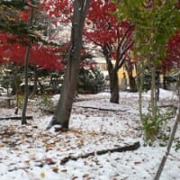 札幌下雪了