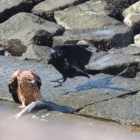 鳶と烏の食事風景