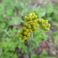 さらにさかのぼって　2022.5月の山野草