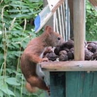 夏の我が家