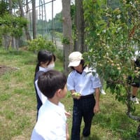 5・7年　梅つみ