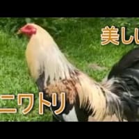 美しいニワトリをご覧ください。軍鶏シャモしゃも