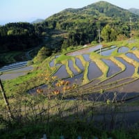 【　棚田の朝の風景　】