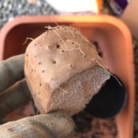 里芋・長芋のポット芽出し