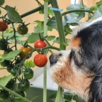 ｢ミニトマト｣🍅収穫
