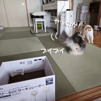 野菜・ランチ