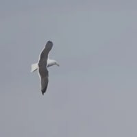 06/24２月に出会った鳥たち③