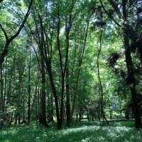 自然公園を散策