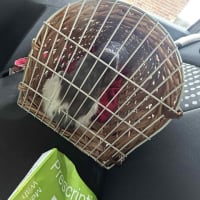 獣医の診察を受けてきた、わが家のハゲネコ、ティブの心配な症状