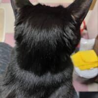 黒猫タイム　御用です