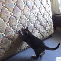 ロッククライマーキャット