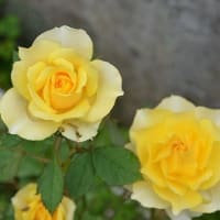 早々の「梅雨明け」