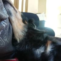 お犬様も頑張ってます