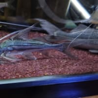 ハイフィンピメロディア約14cm