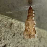 蝶になって出て行った