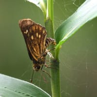 コチャバネセセリ　幼虫