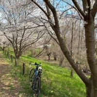 守谷　桜ツーリング