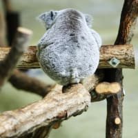 可愛い動物