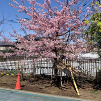 牟礼神明社境内の河津桜は満開