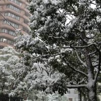 20220106東京下町にも雪