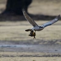 オオタカの幼鳥と成鳥、それぞれの狩り