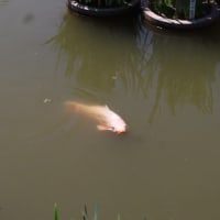 太宰府天満宮の菖蒲